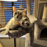 Entry image for Neffy and Cy Pestcoe