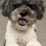 Entry image for Roscoe Short