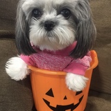 Entry image for Piper Schleh 