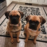 Entry image for Max and Miles Welsh