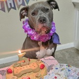 Entry image for Nala Antonetty 