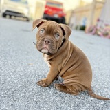 Entry image for Biggie Rodriguez