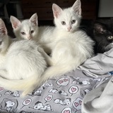 Entry image for Rescue kittens Davis