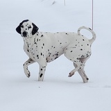 Entry image for Prince Gordon