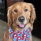 Entry image for Murphy Mange