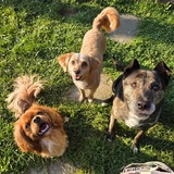 Entry image for Carmelo, Poppy and Emma Swiatocha 