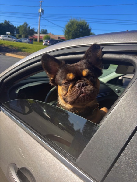 Papi Chulo