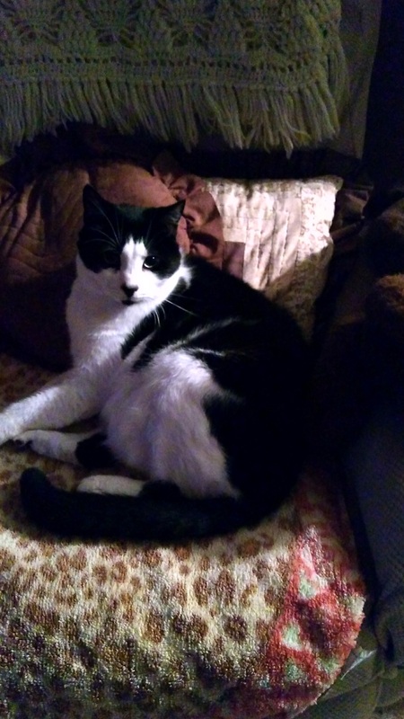 Fancy Mae
