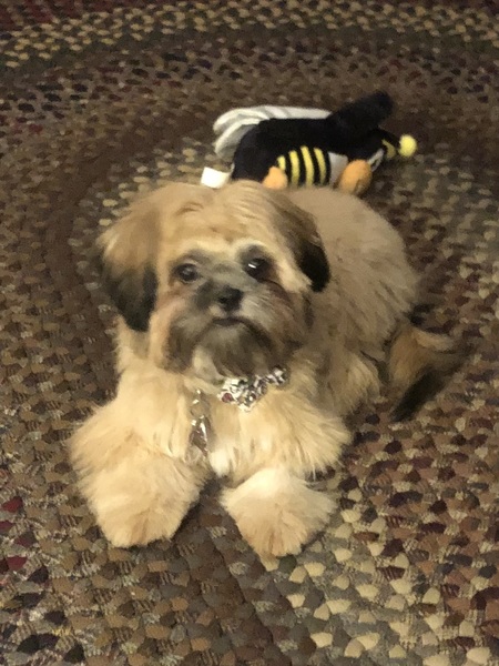 Muffin Miller