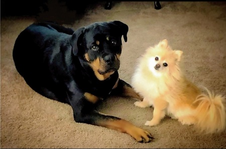 Lucy & Bella Rhoads