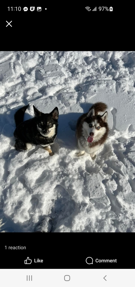 Xena and Zara.      Santos