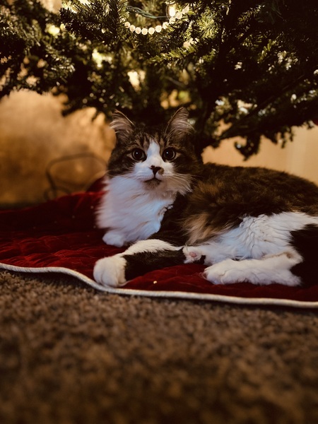 Meeko Rankin
