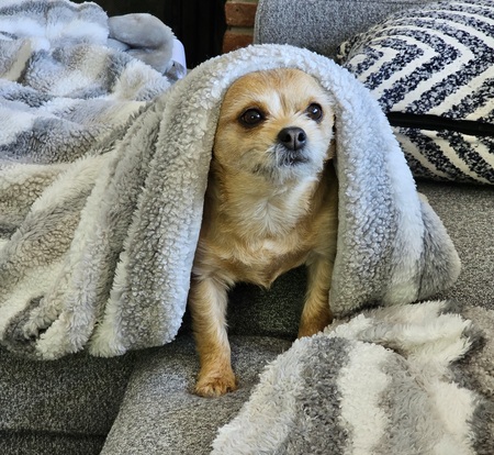 Sesame Grace Snyder
