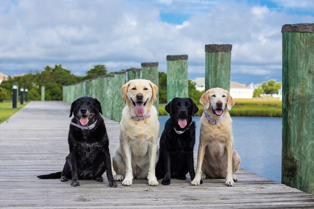 Holly, Tessa, Rosie, & Lexi Conner