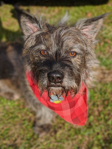 Scruffy High-LaBow 