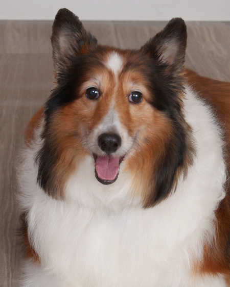 Lassie Calcara