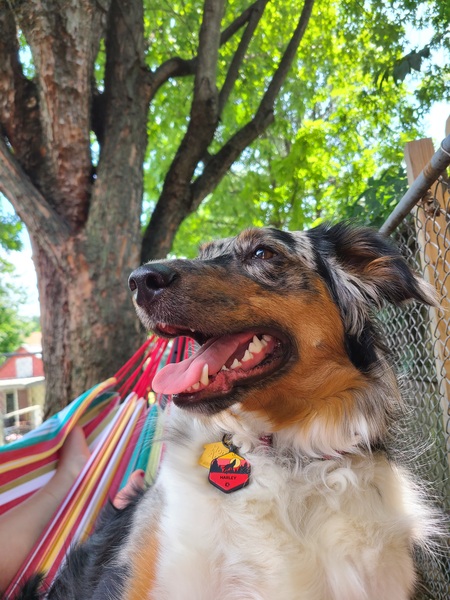 Harley Kindig 