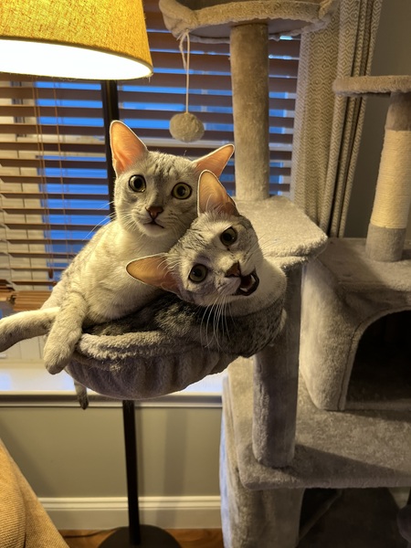 Entry image for Neffy and Cy Pestcoe. Clicking this image will show a larger photo