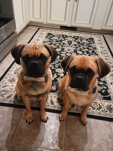Entry image for Max and Miles Welsh. Clicking this image will show a larger photo