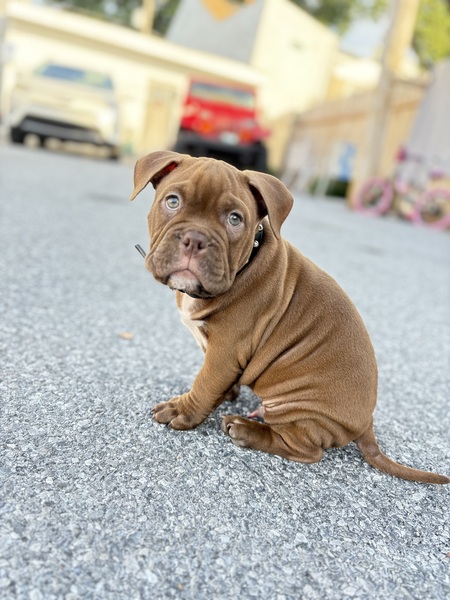 Entry image for Biggie Rodriguez. Clicking this image will show a larger photo