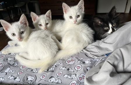 Entry image for Rescue kittens Davis. Clicking this image will show a larger photo