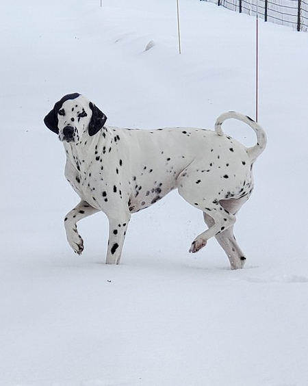 Entry image for Prince Gordon. Clicking this image will show a larger photo
