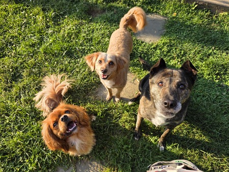 Entry image for Carmelo, Poppy and Emma Swiatocha . Clicking this image will show a larger photo