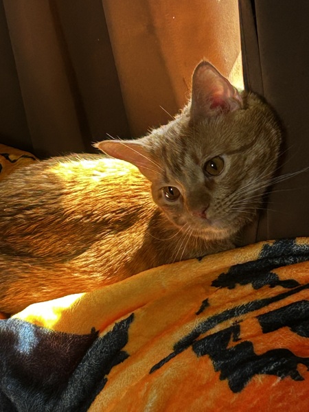 Entry image for Hobbes Amick. Clicking this image will show a larger photo