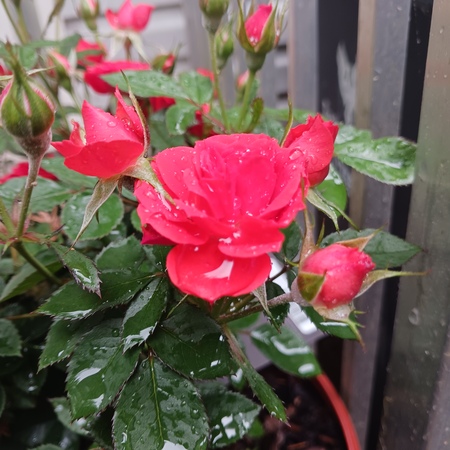 May Rain 