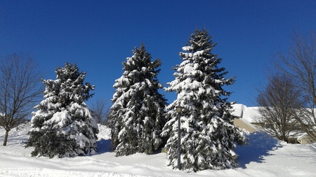 Snow beauty in Shybrook