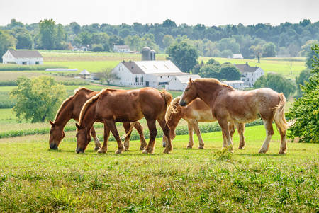 Amish Farm -  Snake Hill Road, Lancaster PA