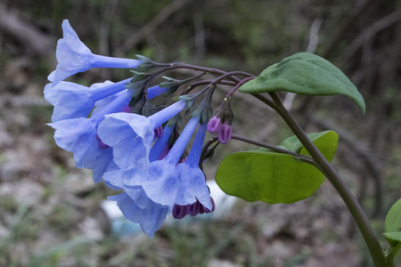 Virginia Bluebells