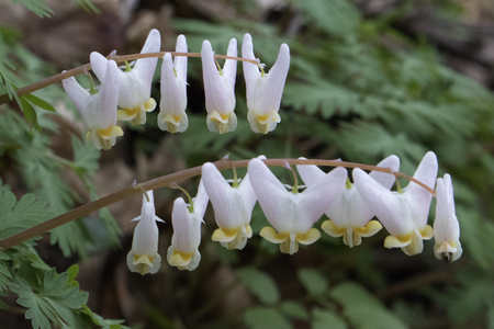 Dutchman's Breeches (Shenks Ferry Wildflower Preserve)