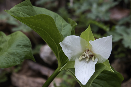Susquehanna trillium (Shenks Ferry Wildflower Preserve)