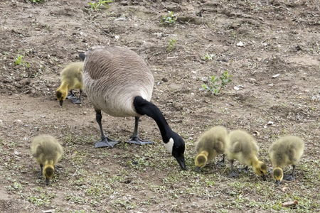 Canada Goose Family (by the Susquehanna River)