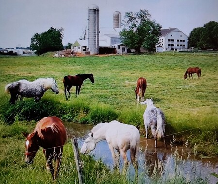 Grazing in the Pasture - This photo was taken on Horseshoe Road in East Lampeter Township.