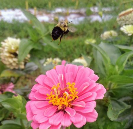 Beauty and the bee. Hammond School market New Holland PA.