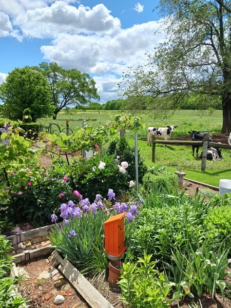Typical day in Lancaster County. Farm outside of Witmer Pa.of Witmer Pa.