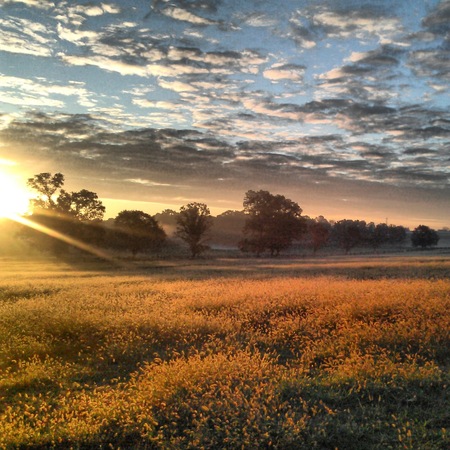 "Morning. Where Angels Meet"  Taken at Ironstone Springs Farm, in Manor Township 