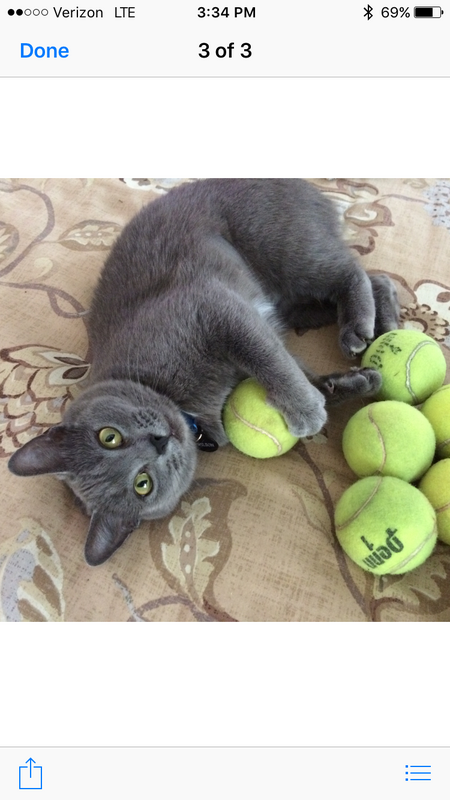 Entry image for Wilson. Clicking this image will show a larger photo