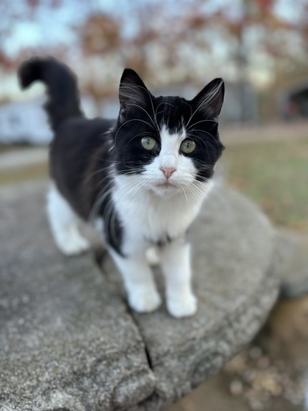 PK ( “Porch Kitty”)