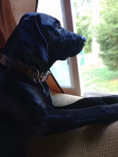 Diesel 