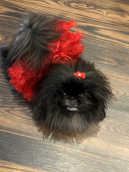 BokBok