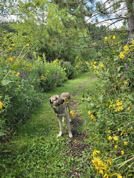 Laszlo 