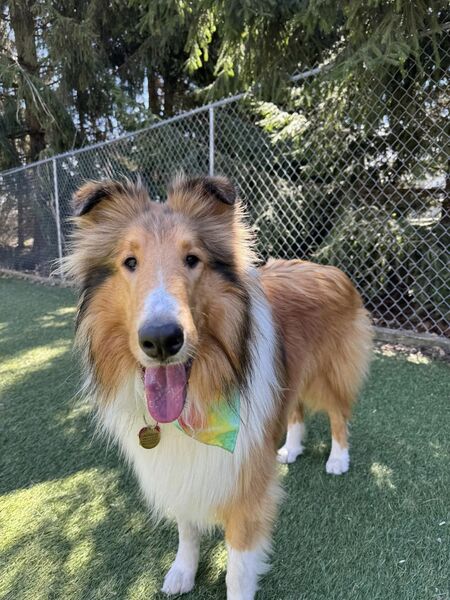 Jackson Jackpot Collie