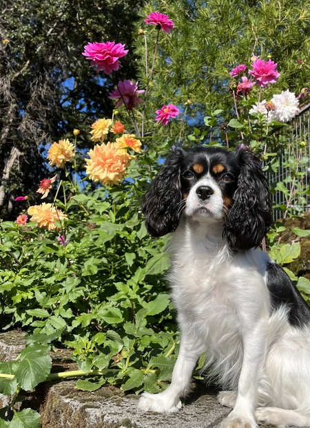 Millie