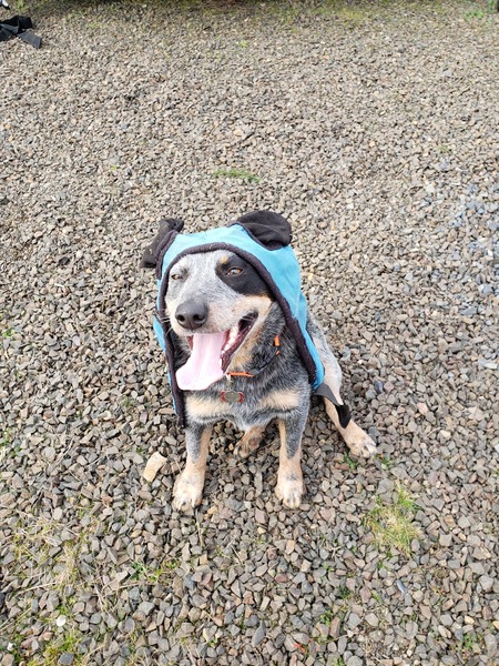 Bandit 