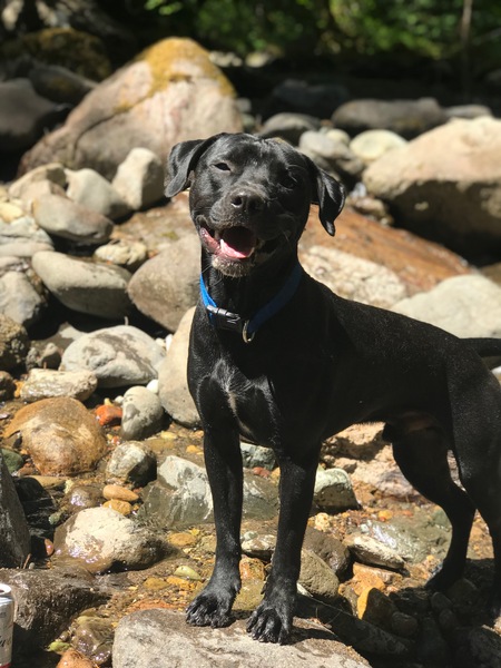Koda 