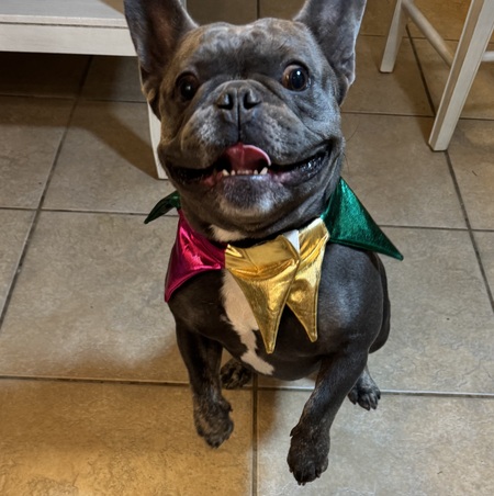 Elvis