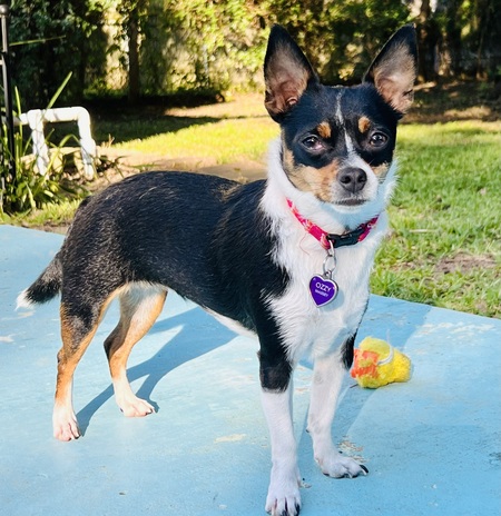 Ozzy Pawsborne the Princess of Barkness Massey 